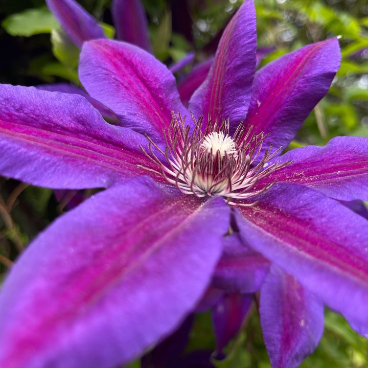 how to care for clematis