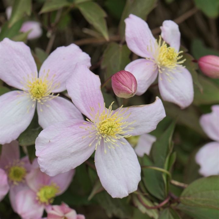how much to water clematis