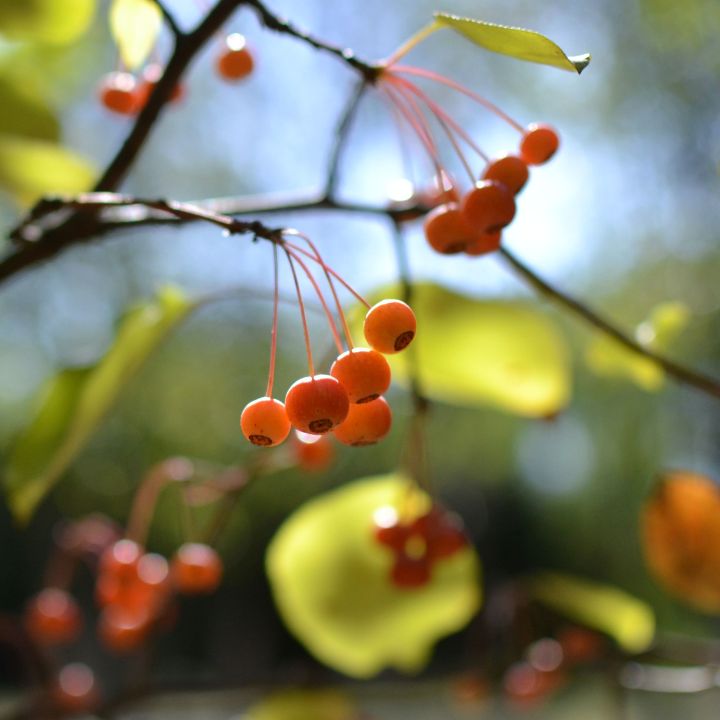 how to grow crabapple trees