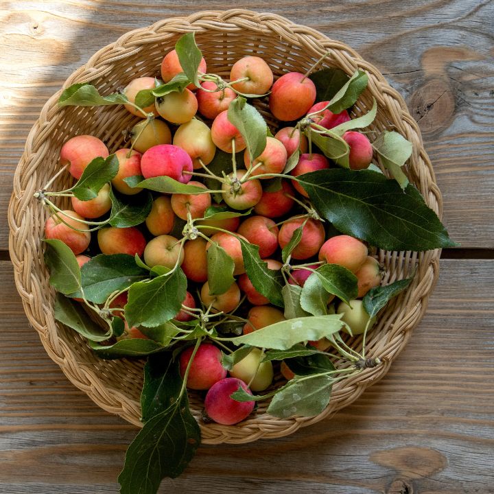 how to grow crab apples