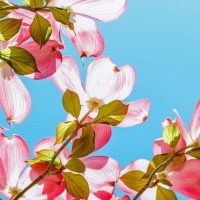 How to Care for Dogwood Trees the 13 Step Guide