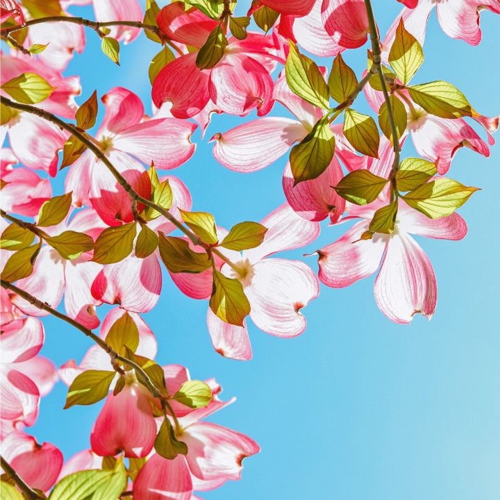 how to care for dogwood trees