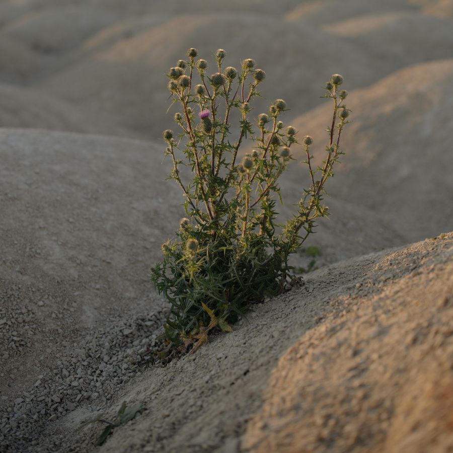 wilting plant leaves