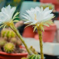 How to Care for Easter Lily Cactus
