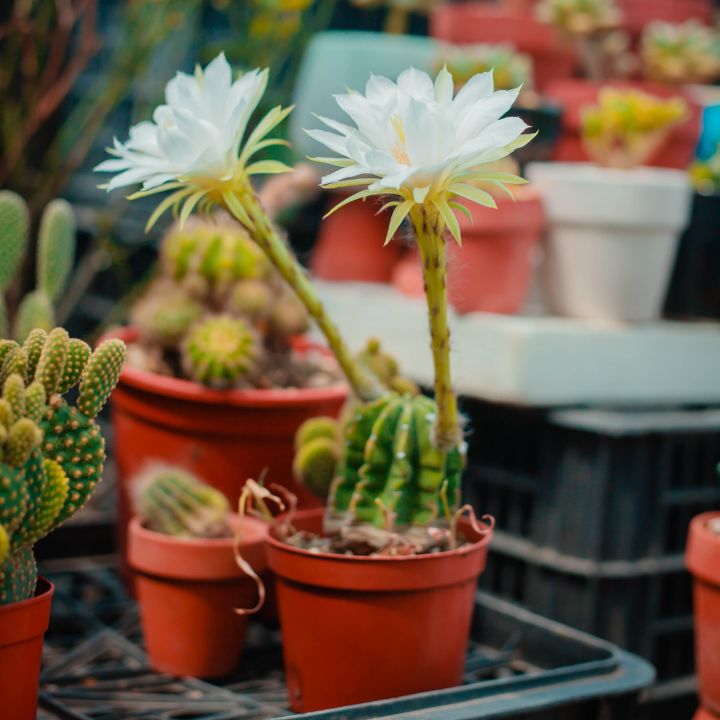 how to care for easter lily cactus