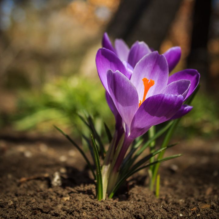 seasonal plants