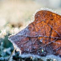 6 tips on What to do with Plants During Frost