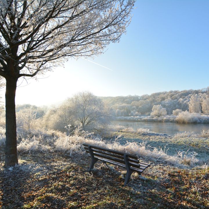 what to do with plants during frost