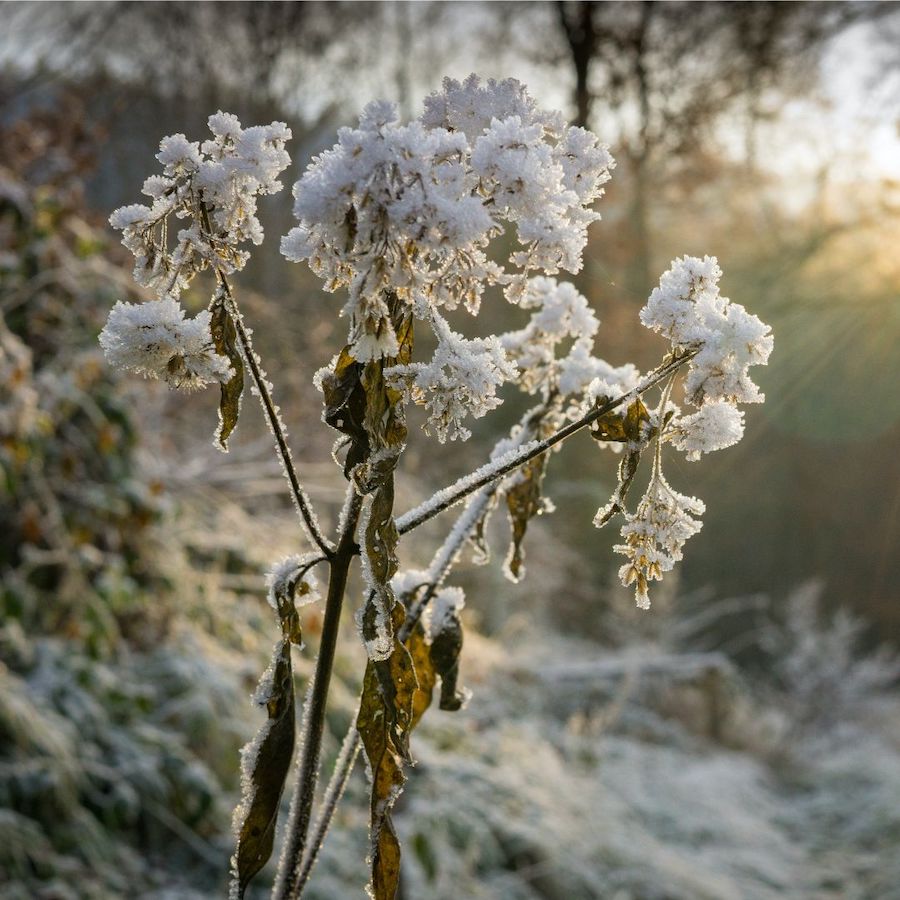 prep plants for winter