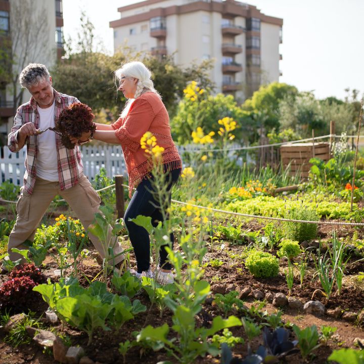 victory garden plans