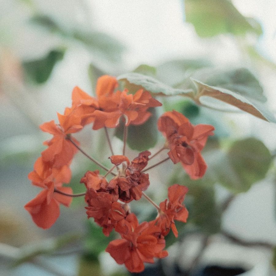 How to winterize geraniums