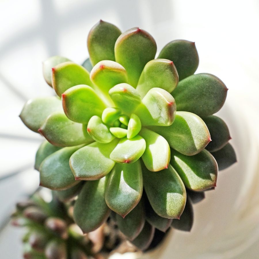 how to care for Glaucous Echeveria