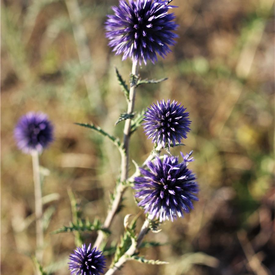 xeriscape front yard ideas