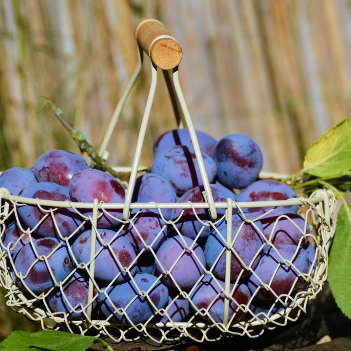 harvest from your garden