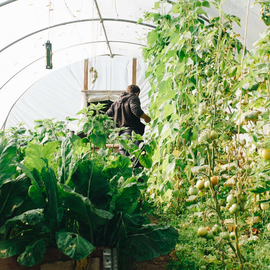 How to build a greenhouse