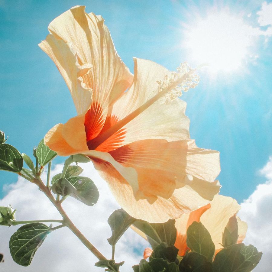 how to winterize hibiscus