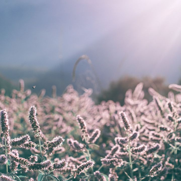 flower bed landscape