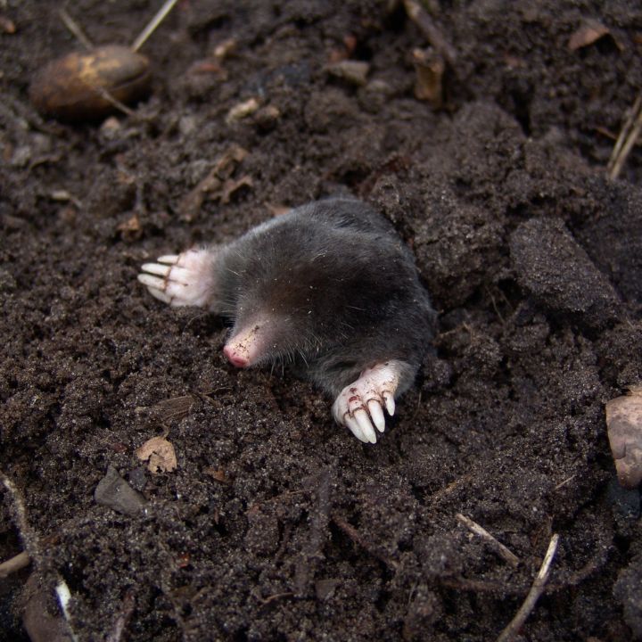 how to remove moles from the yard