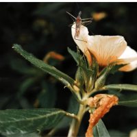 Plants that can Repel Mosquitoes & Other Insects