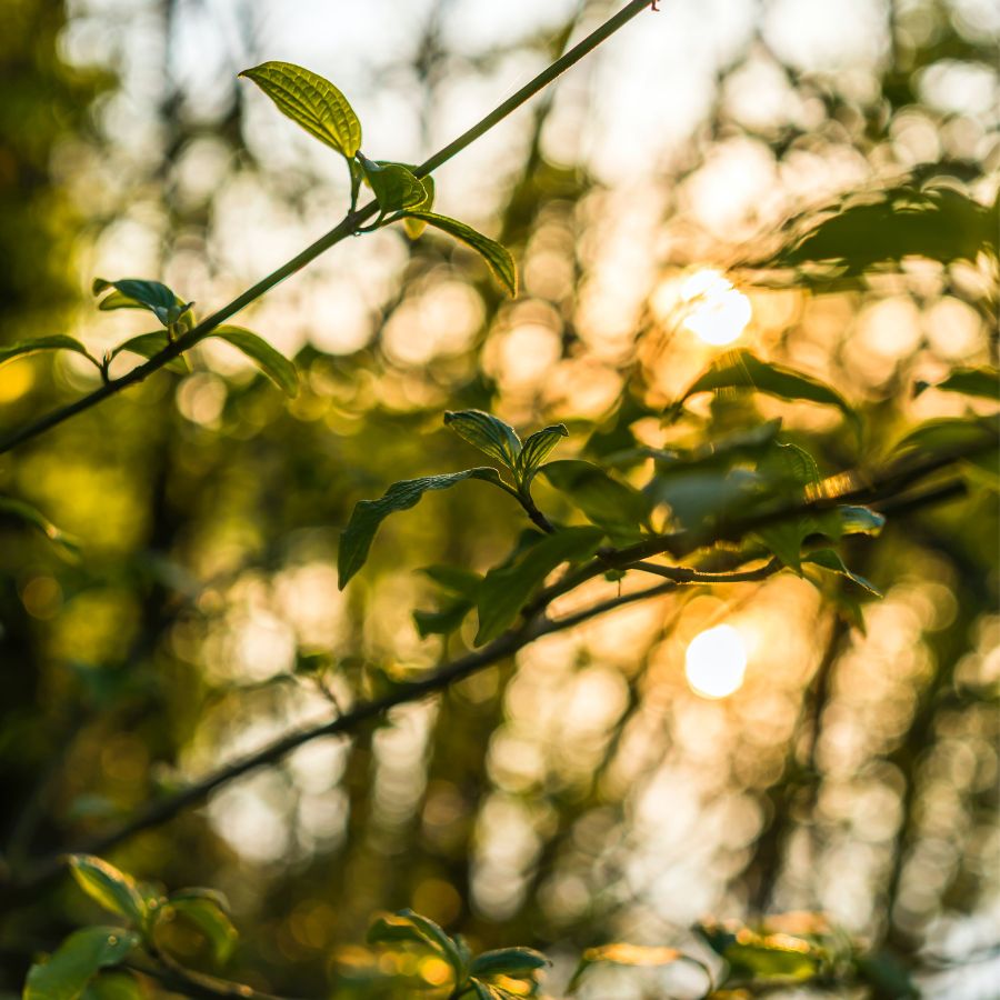 how much sunlight should a plant get