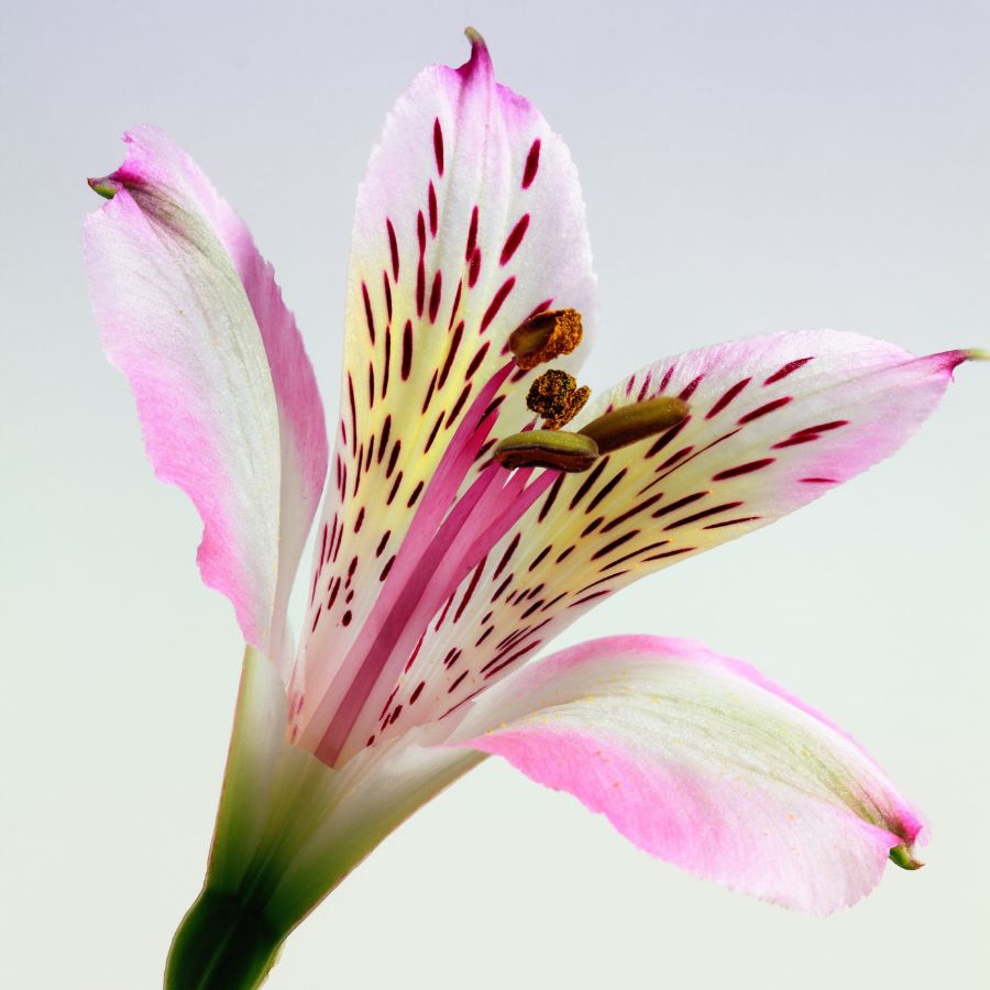 how much do you water peruvian lilies