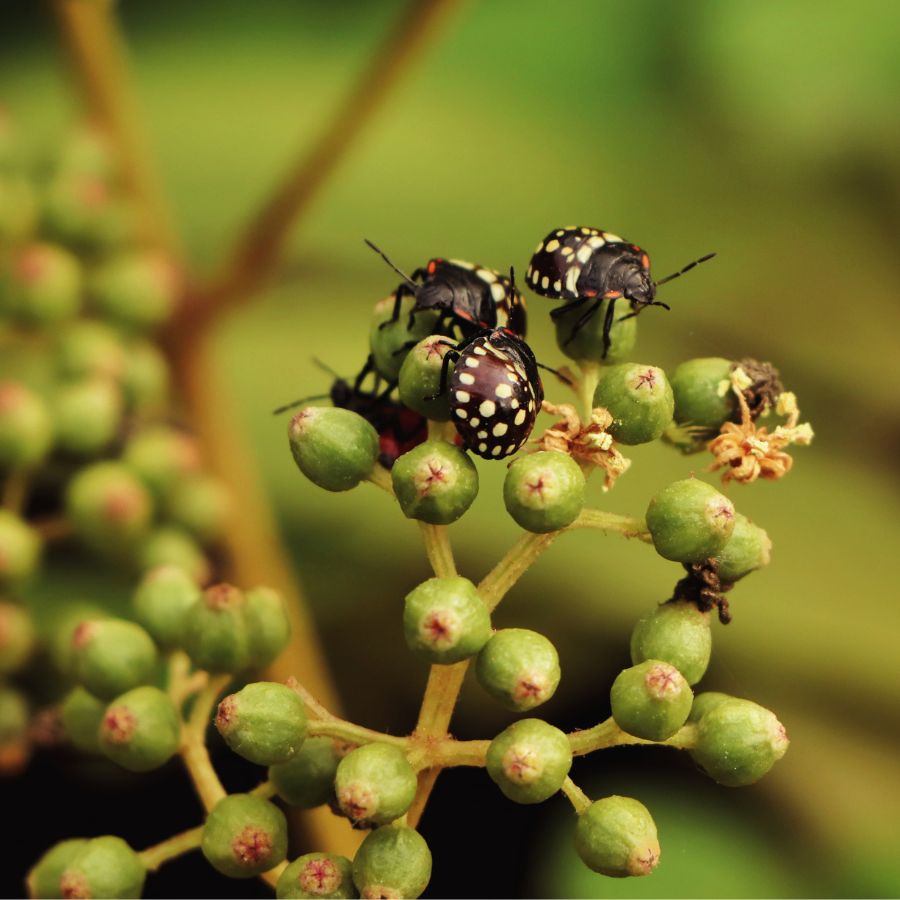 Plant Bug Problems? How to Blast 4 Common Pests
