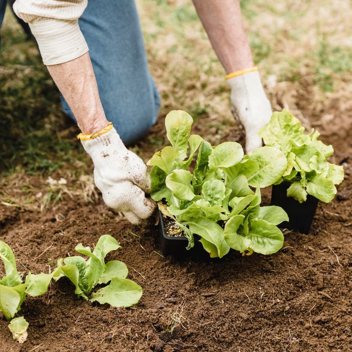 how to space out plants when planting