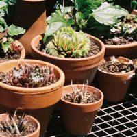 How to propagate Plants – How to take A Plant Cutting Step-by-Step