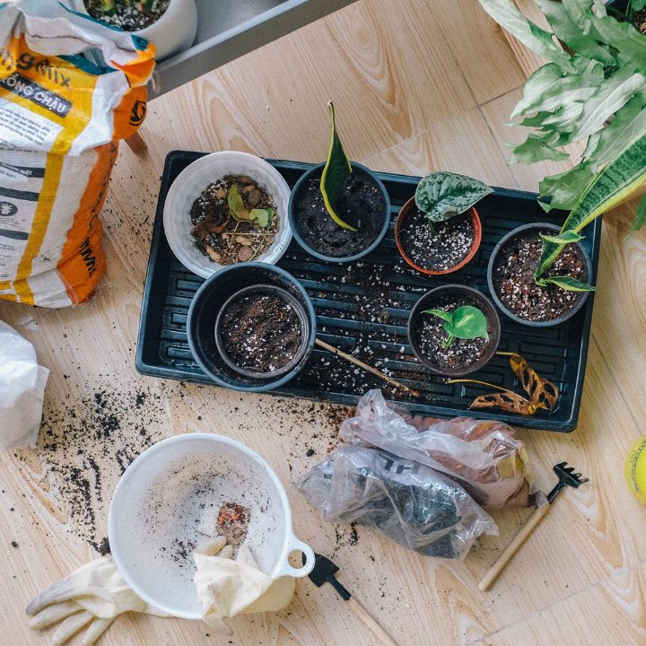 how to propagate plants