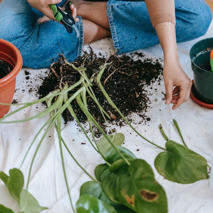 how to propagate plants in water