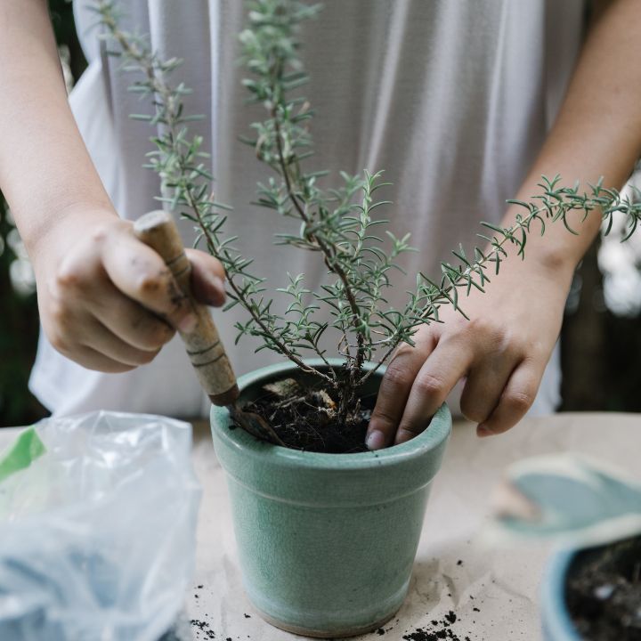 how to propagate plants by roots