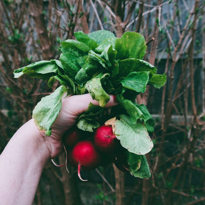 when to harvest from your garden