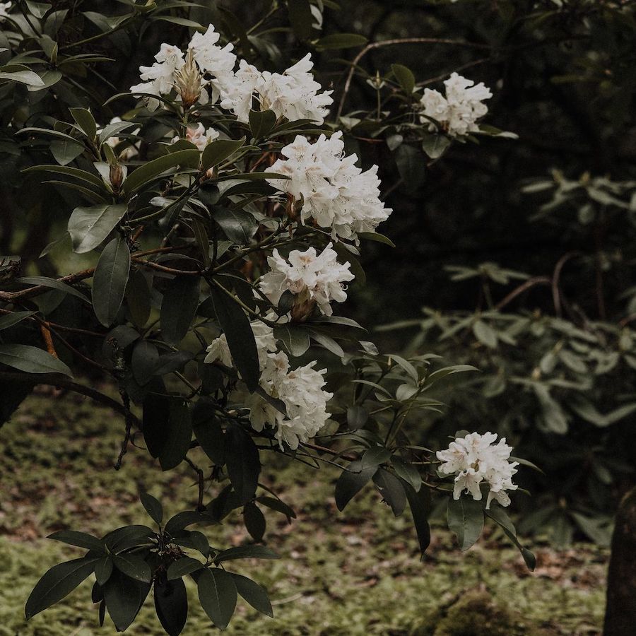 how to winterize Rhododendron