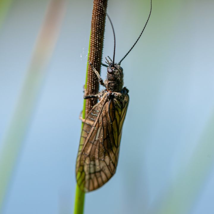 garden pest control spray