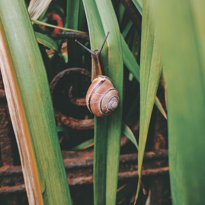 garden pest control