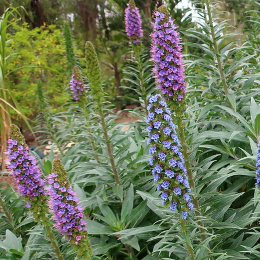 xeriscape plants