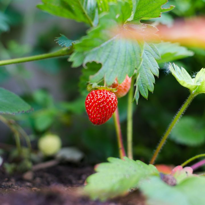 how to know when to harvest