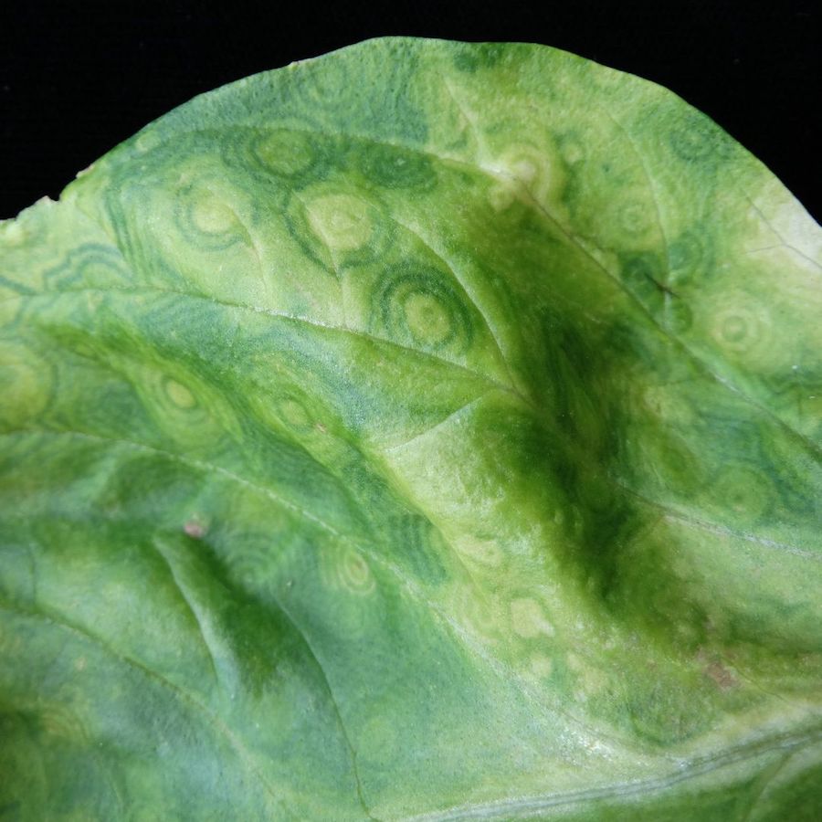 plant disease identification