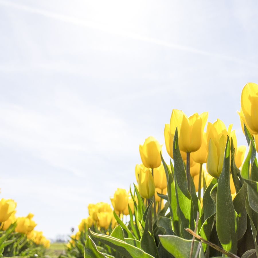 sunlight for plant growth