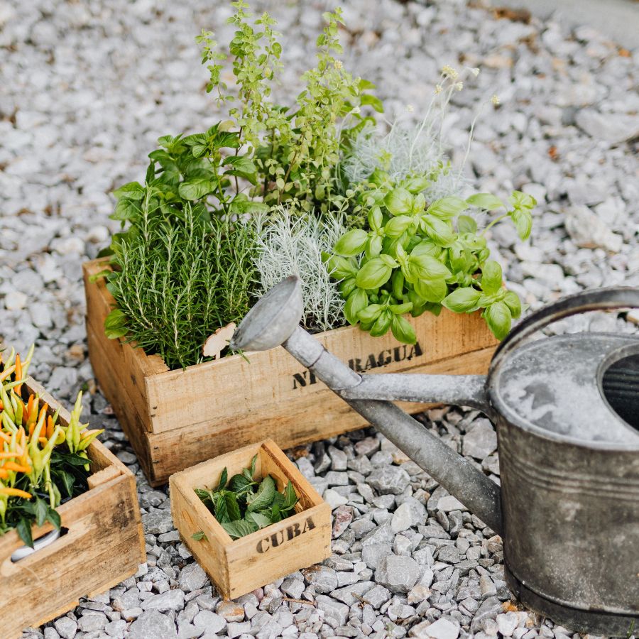 best time to water herbs