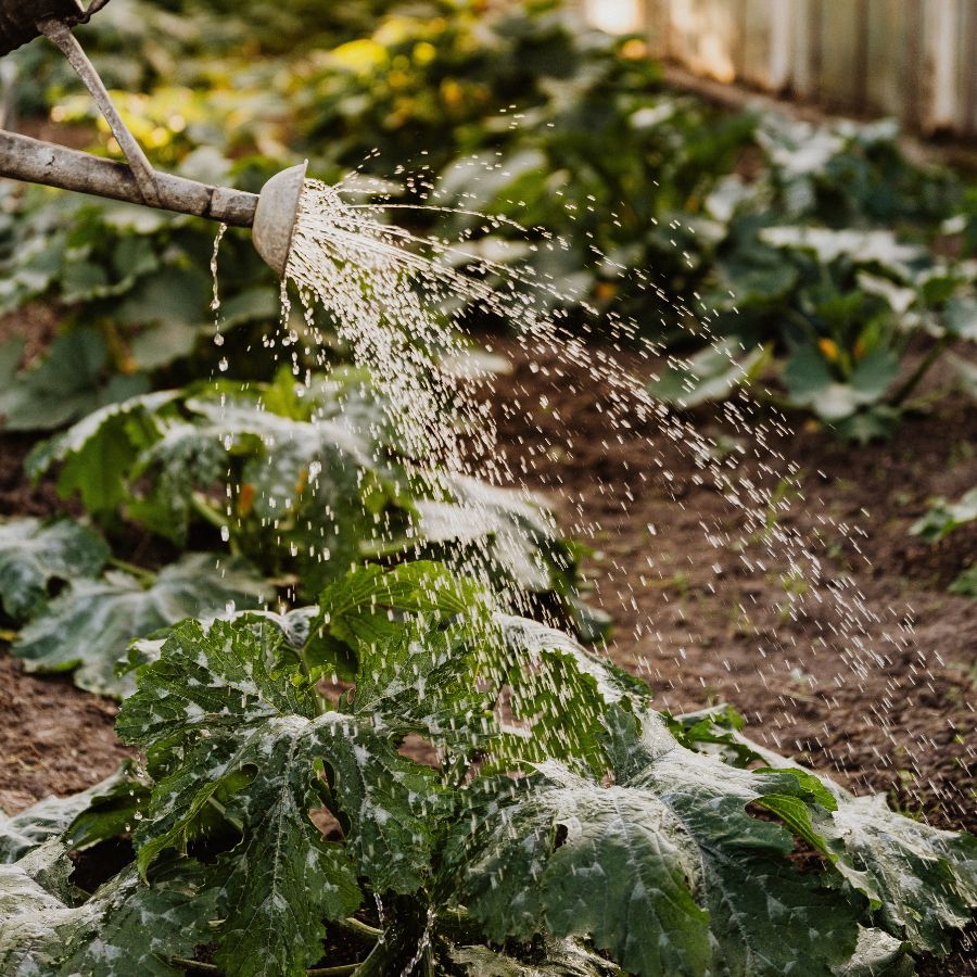 best time to water vegetables