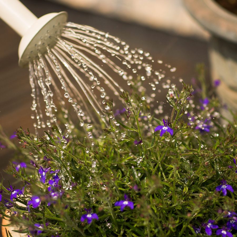 How Much Do I Water? 7 Basic Reasons of Over Watering vs Under Watering
