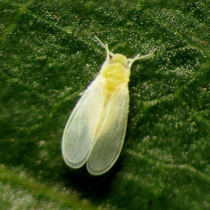 garden insect identification