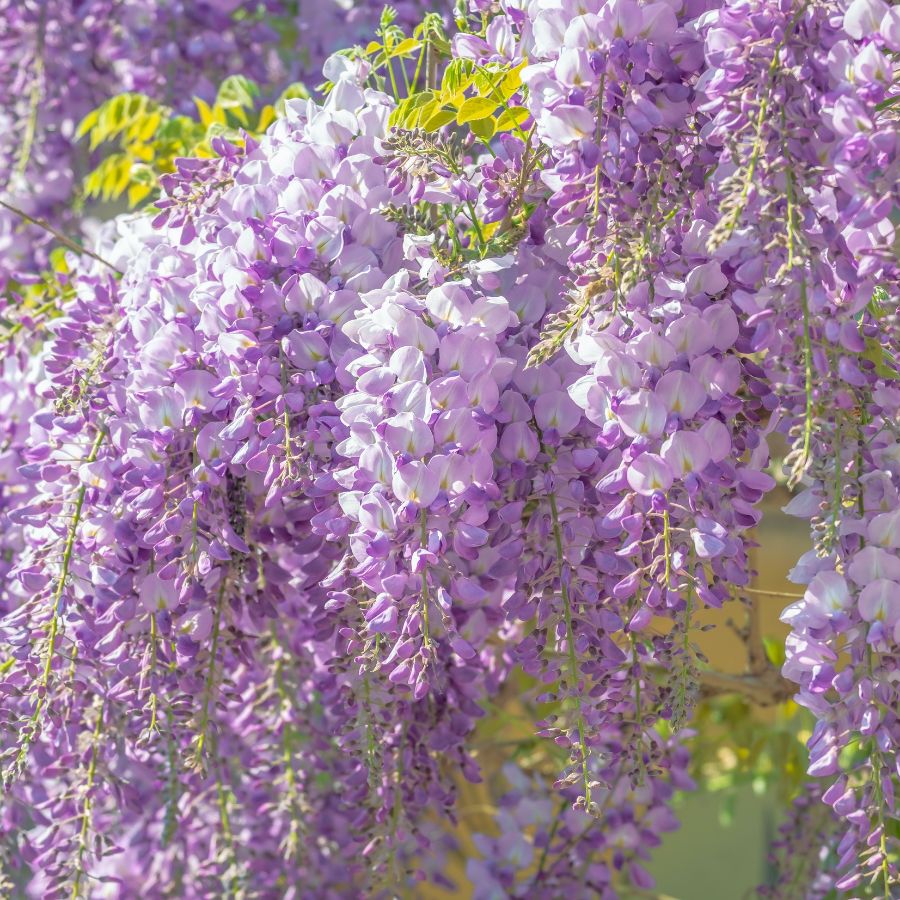 when does wisteria bloom
