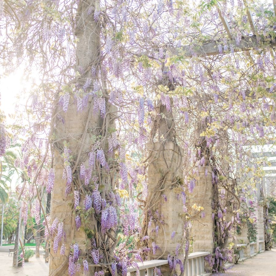 how to care for wisteria