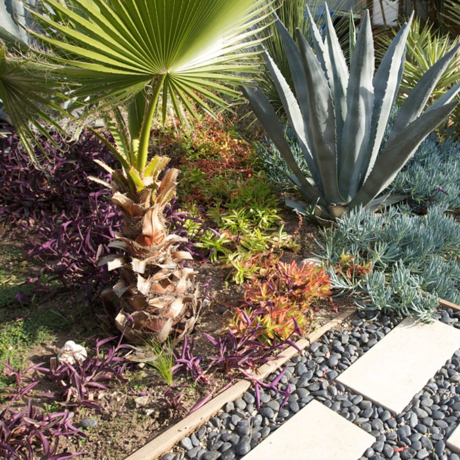 xeriscape ideas